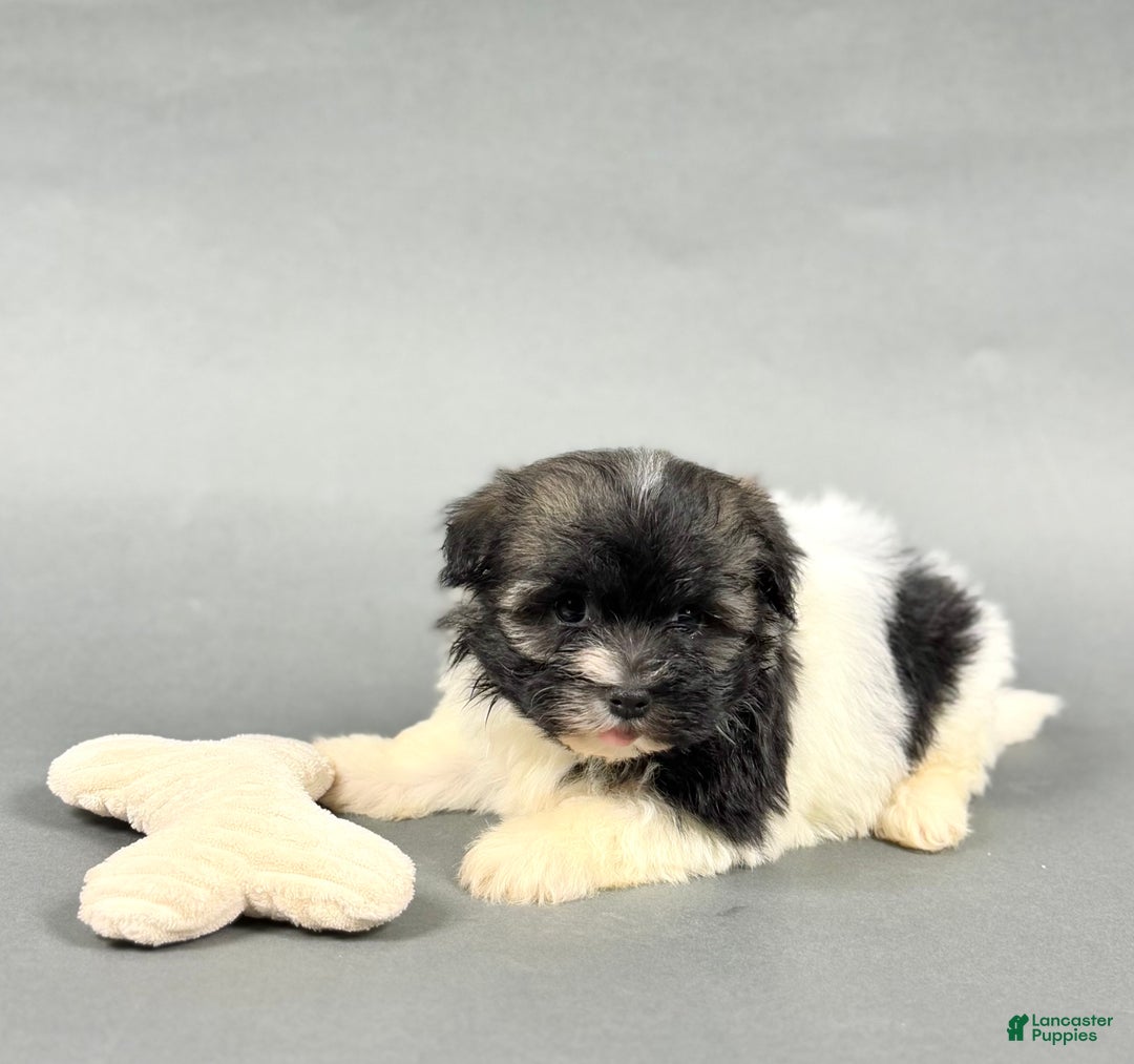 Havanese dogs for sale: TREVOR - Ad 3