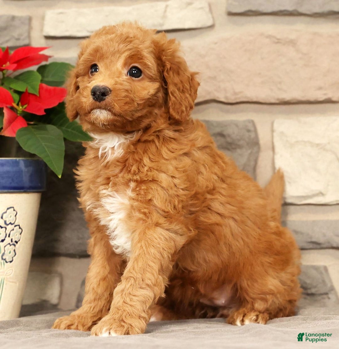 Mini Goldendoodle dogs for sale: Ember - Ad 3