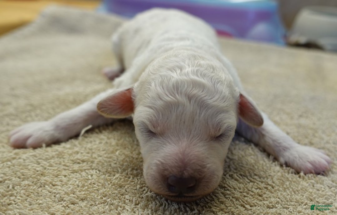 Toy Poodle dogs for sale: Zilla - Ad 12