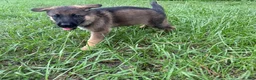 German Shepherd dogs for sale: Delilah - Ad 9