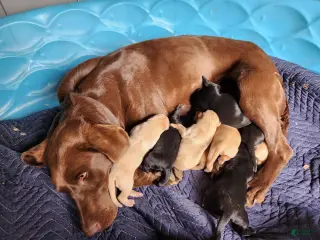 Labrador Retriever dogs yellow male - Ad 2