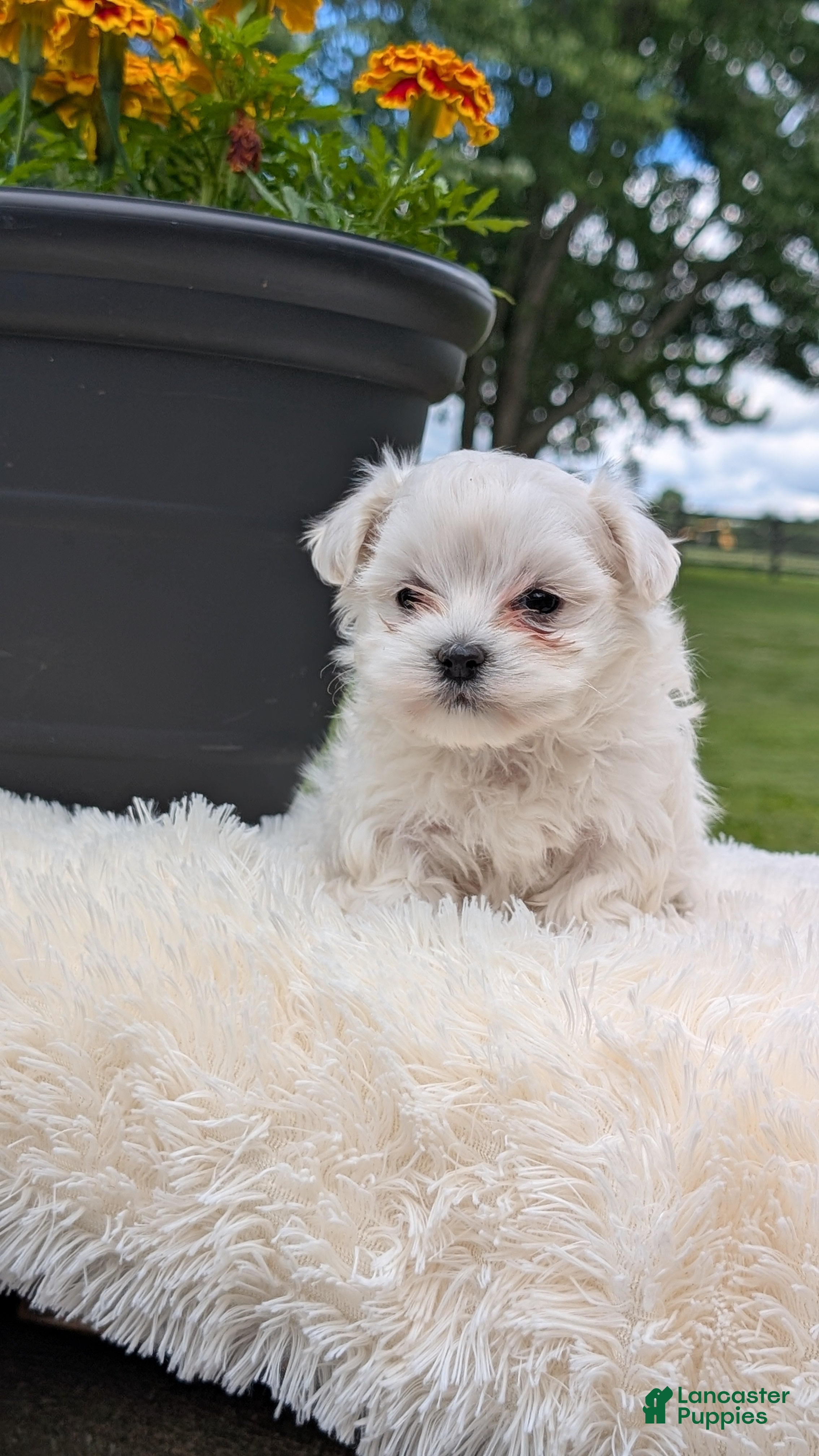 Maltese dogs Macy - Ad 2