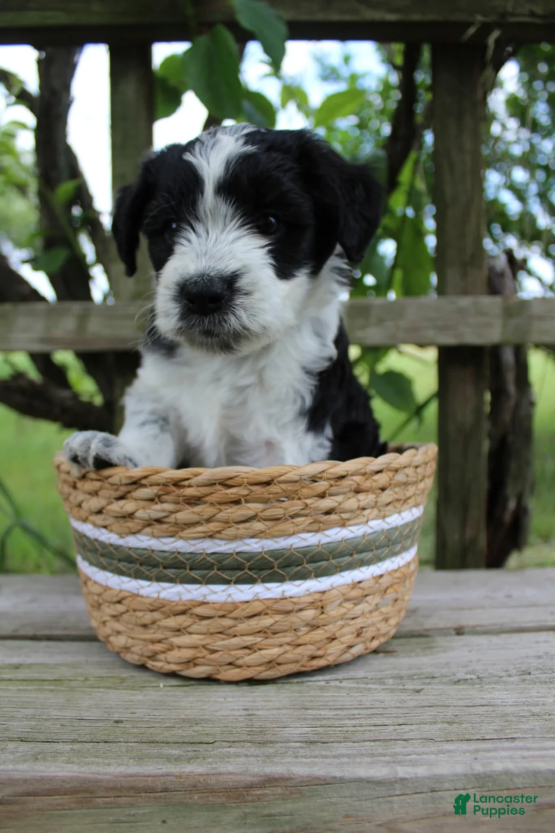 Bordoodle dogs for sale: Charlie - Ad 2