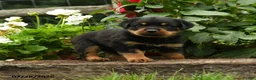Rottweiler dogs for sale: Lizzie - Ad 1