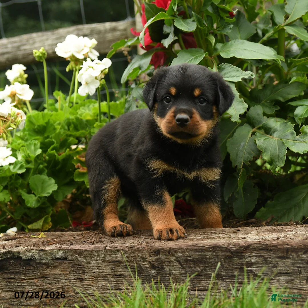 Rottweiler dogs for sale: Lizzie - Ad 1
