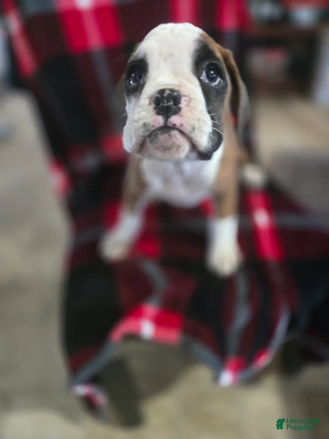 Boxer dogs for sale: Lady - Ad 11