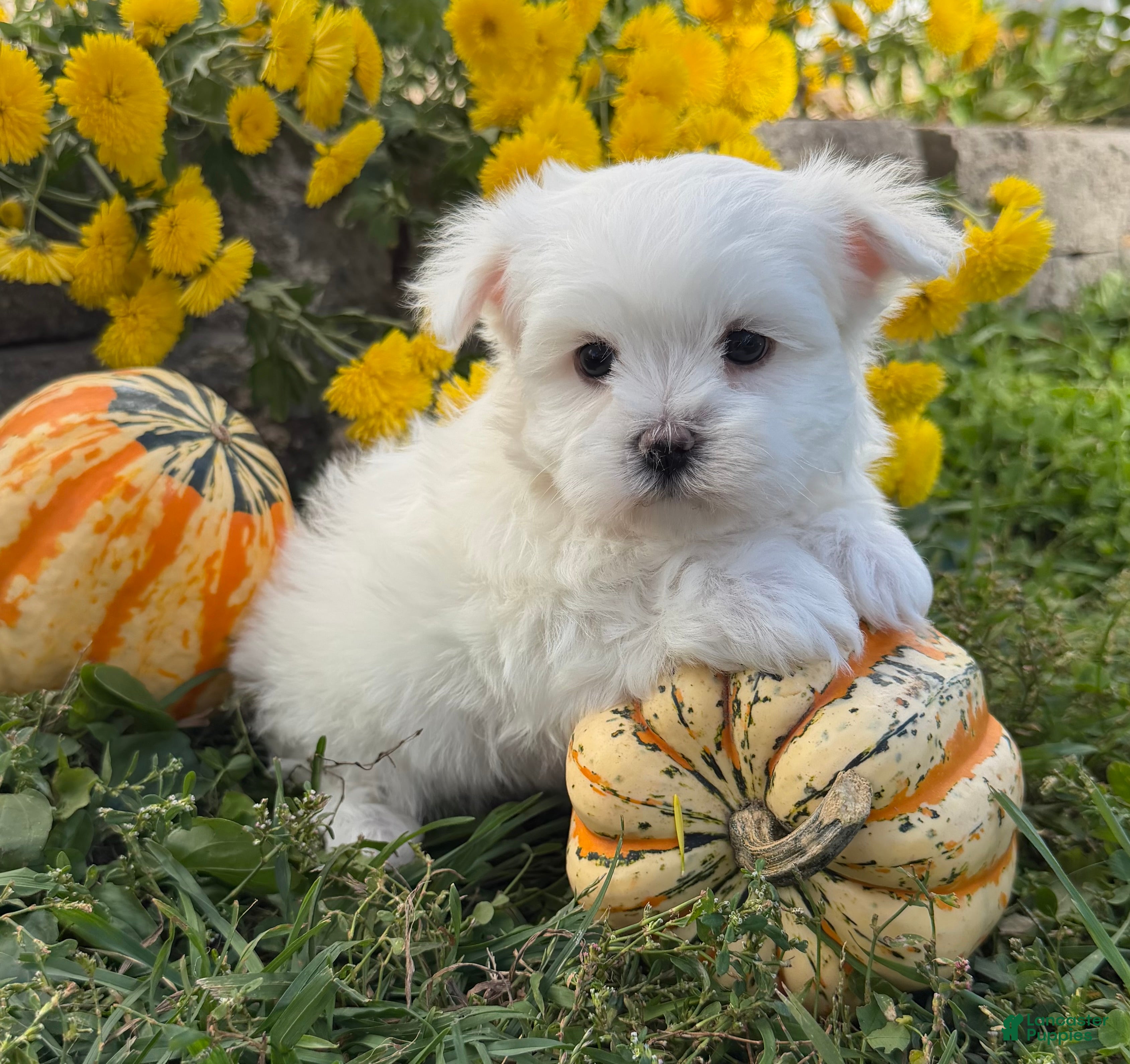 Maltese dogs Cameron - Ad 1