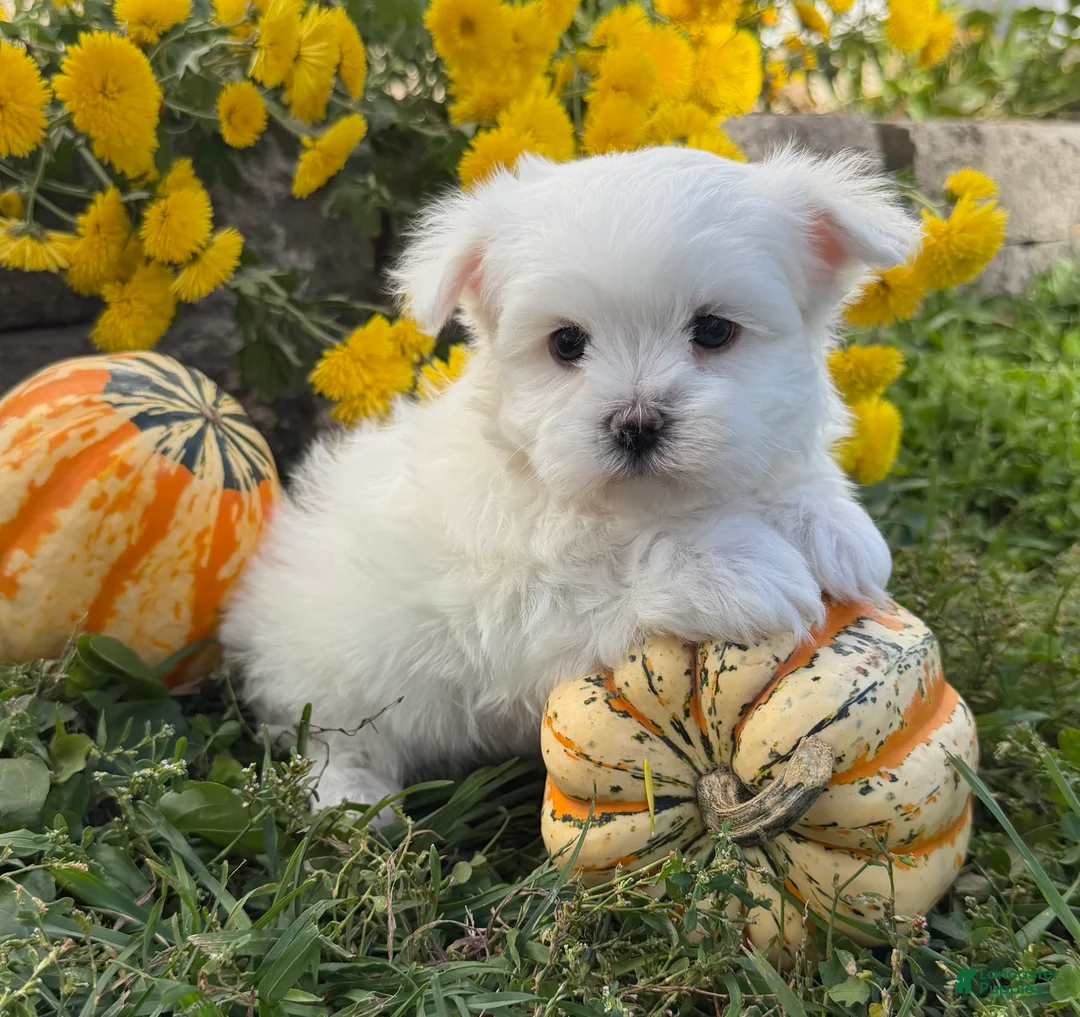 Maltese dogs for sale: Cameron - Ad 1