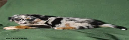 Mixed Breed dogs for sale: Beauty - Ad 3