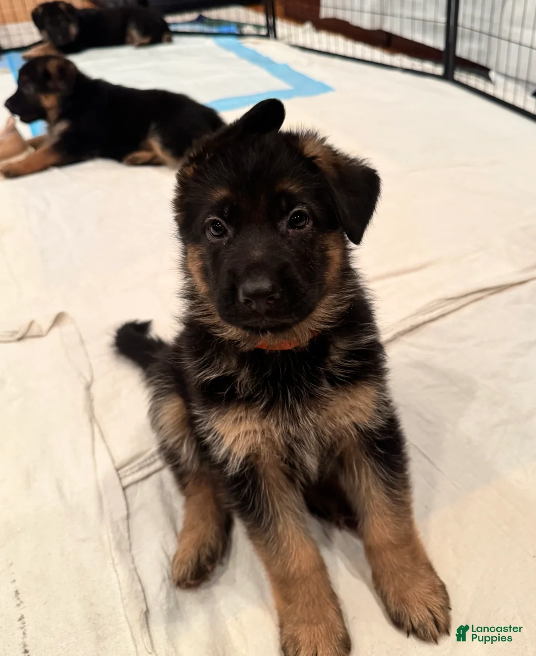 German Shepherd dogs for sale: German Shepherd Puppy 4 - Ad 5