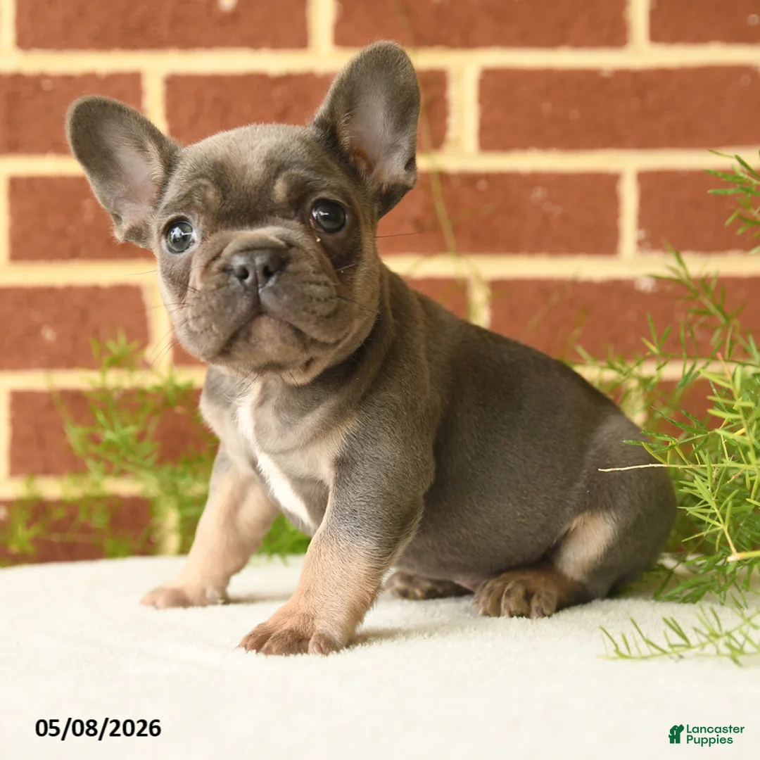 French Bulldog dogs for sale: Kermit - Ad 1