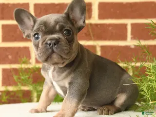 French Bulldog dogs for sale: Kermit - Ad 1
