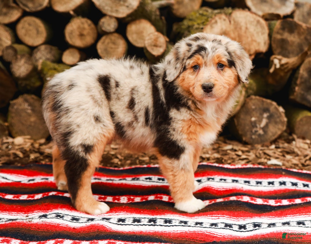 Aussiedoodle dogs for sale: Winston Standard - Ad 7