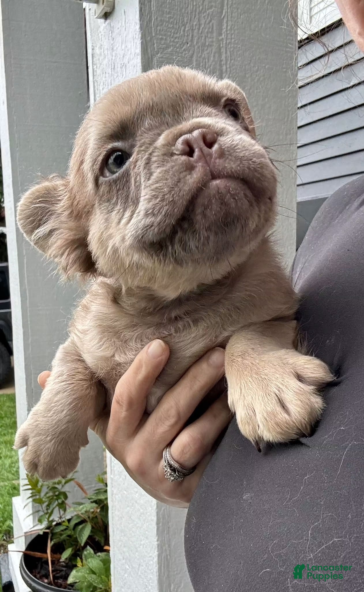 French Bulldog dogs for sale: Willis  - Ad 38