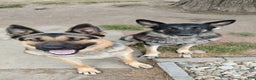 German Shepherd dogs for sale: Blaze - Ad 4