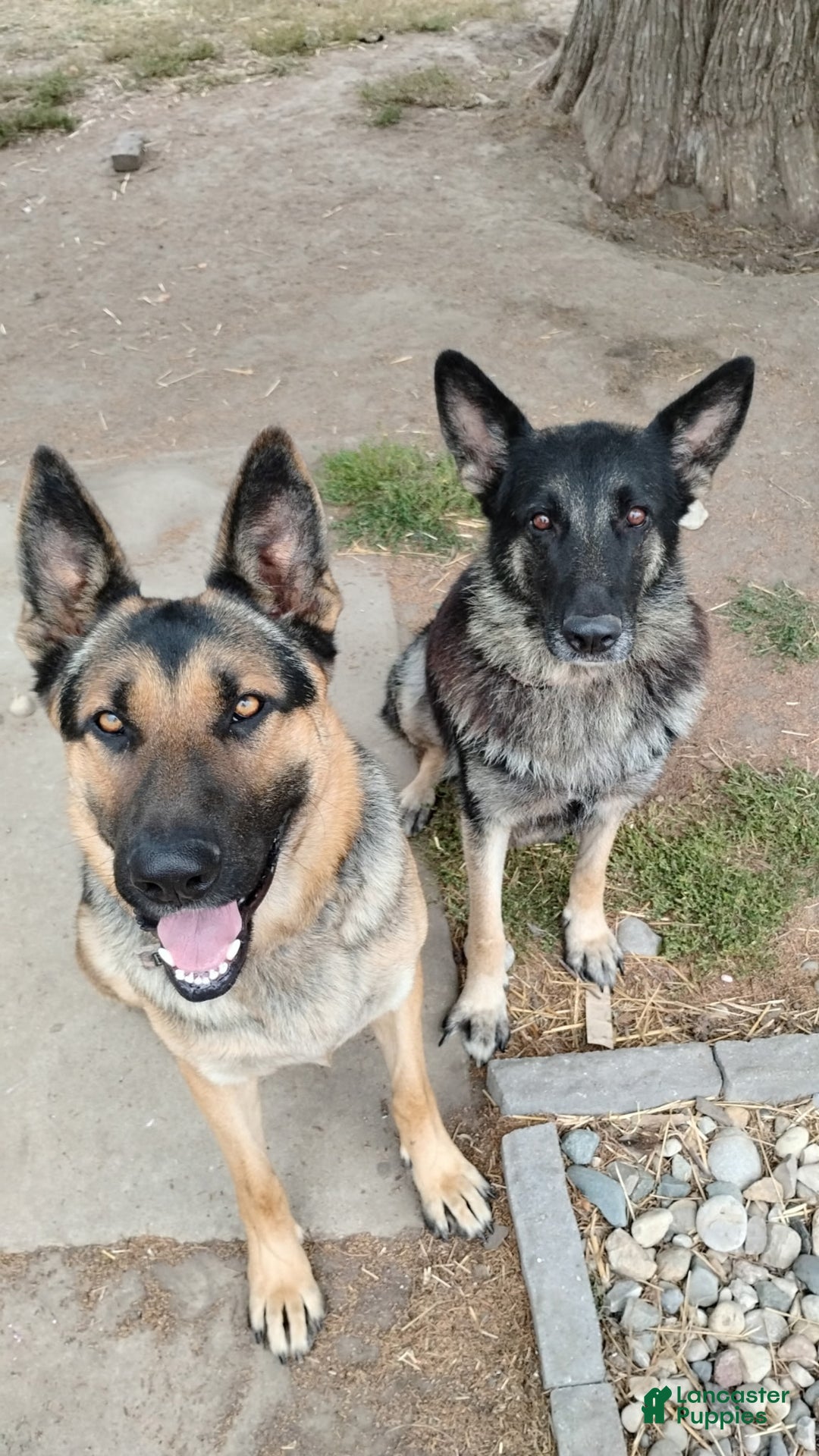 German Shepherd dogs for sale: Blaze - Ad 4