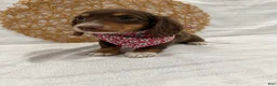 Miniature Dachshund dogs for sale: Daphne - Ad 14