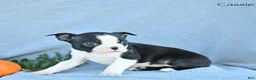 Boston Terrier dogs for sale: Cassie - Ad 3
