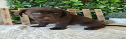 Labrador Retriever dogs for sale: Autumn - Ad 7