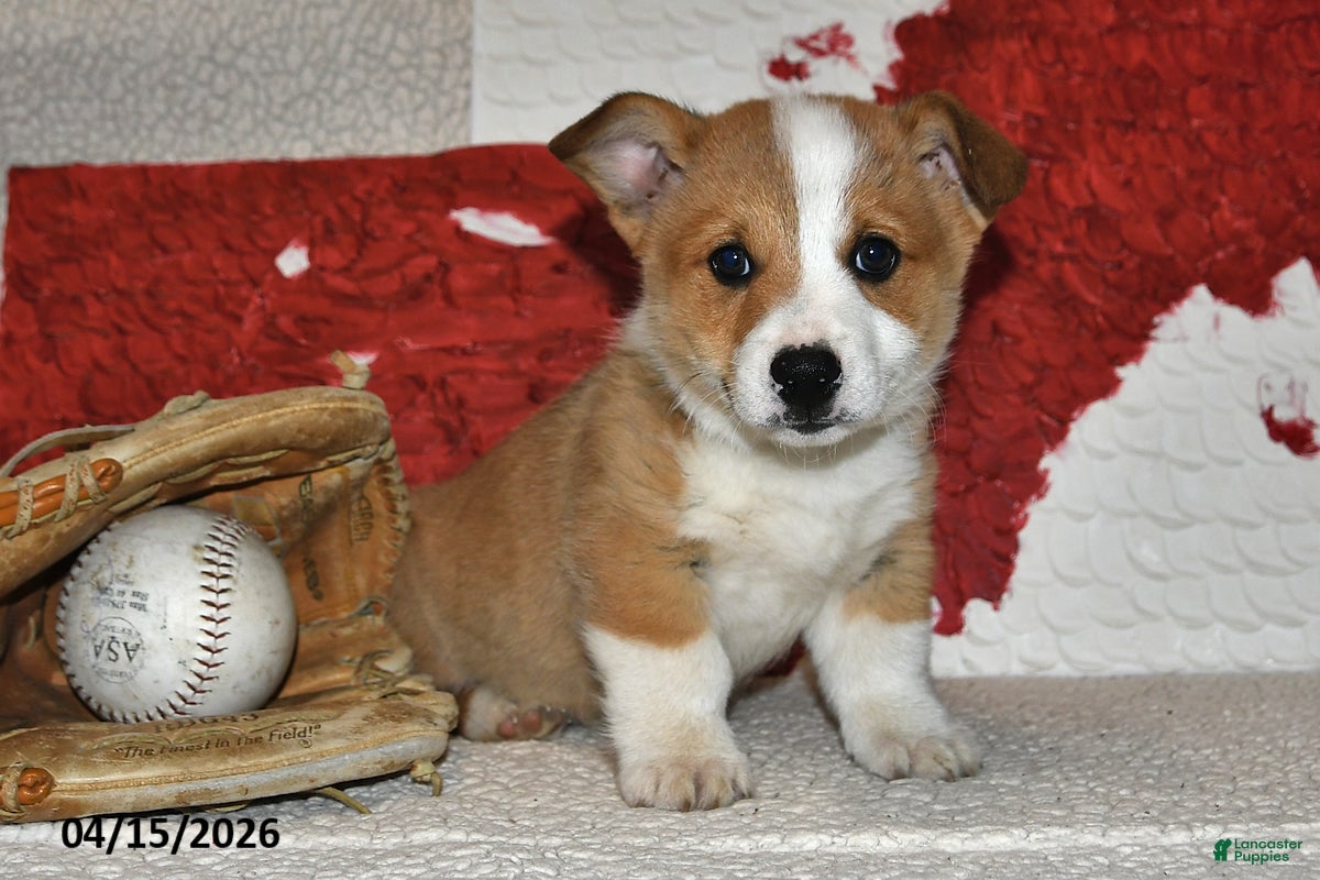 Welsh Corgi Pembroke dogs Hans - Ad 2