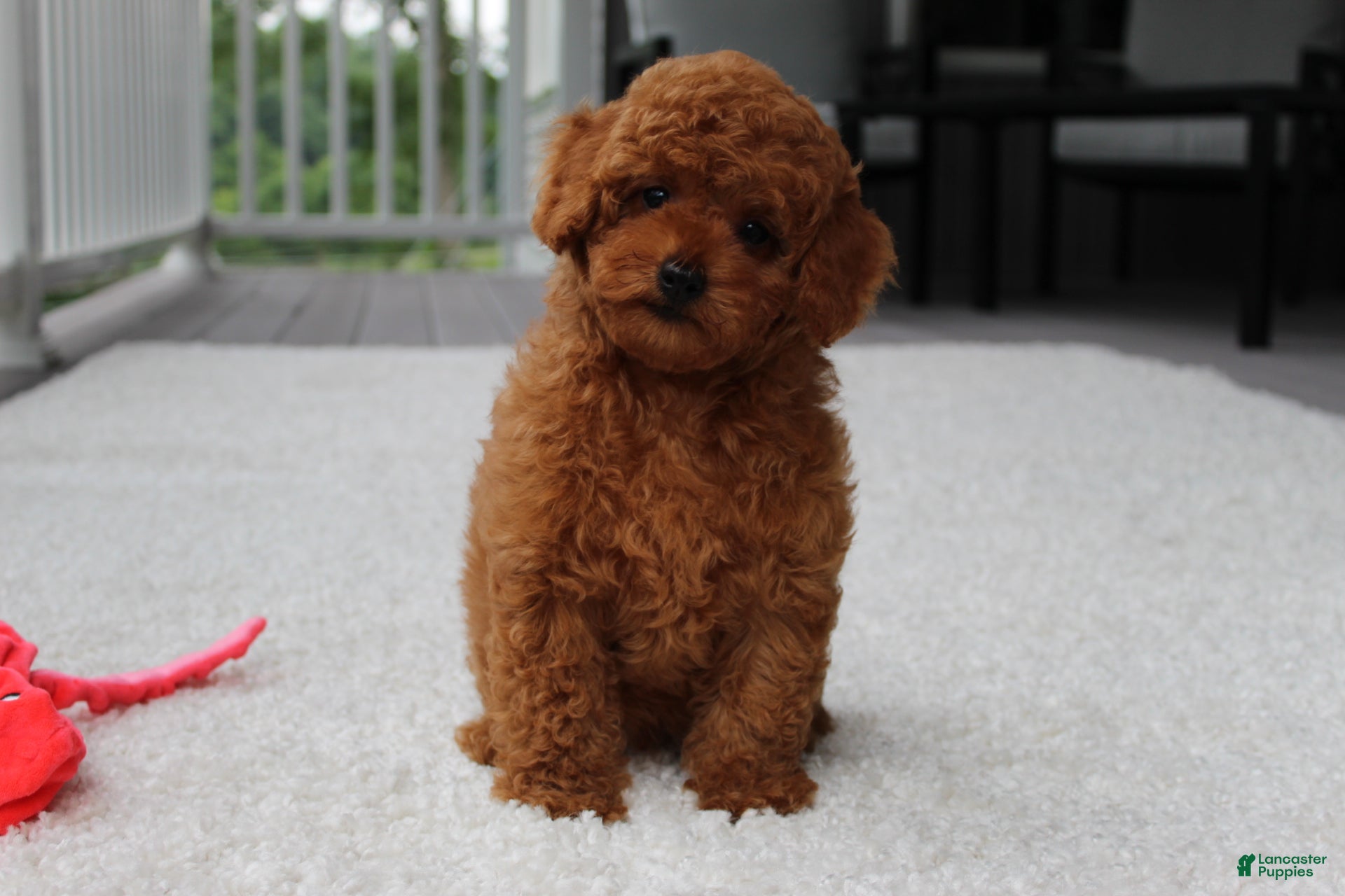 Toy Poodle dogs Tony - Ad 2