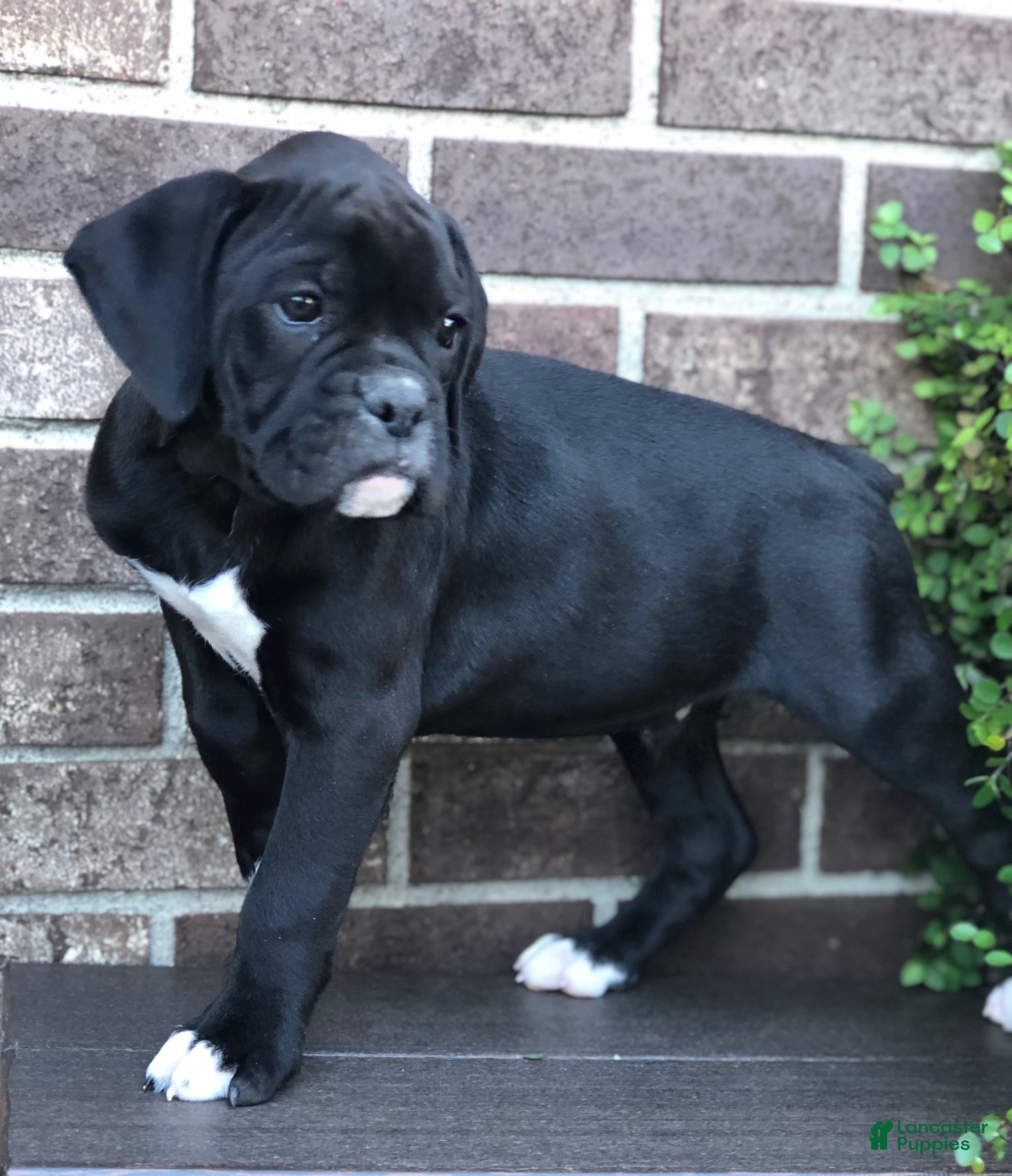 Boxer dogs Asher - Ad 1