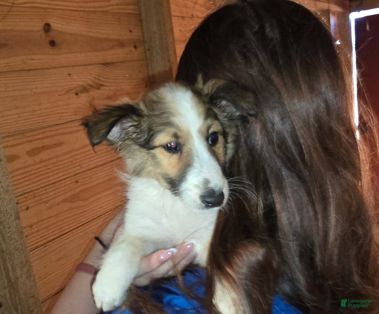 Shetland Sheepdog dogs Sheldon - Ad 15
