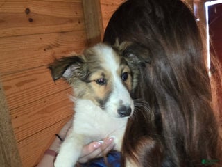 Shetland Sheepdog dogs Sheldon - Ad 37