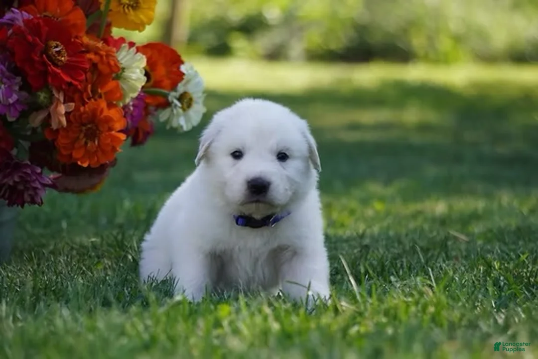 Great Pyrenees dogs for sale: AKC Orion - Ad 2