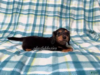 Miniature Dachshund dogs Black and Tan Long Haired Male AKC - Ad 38