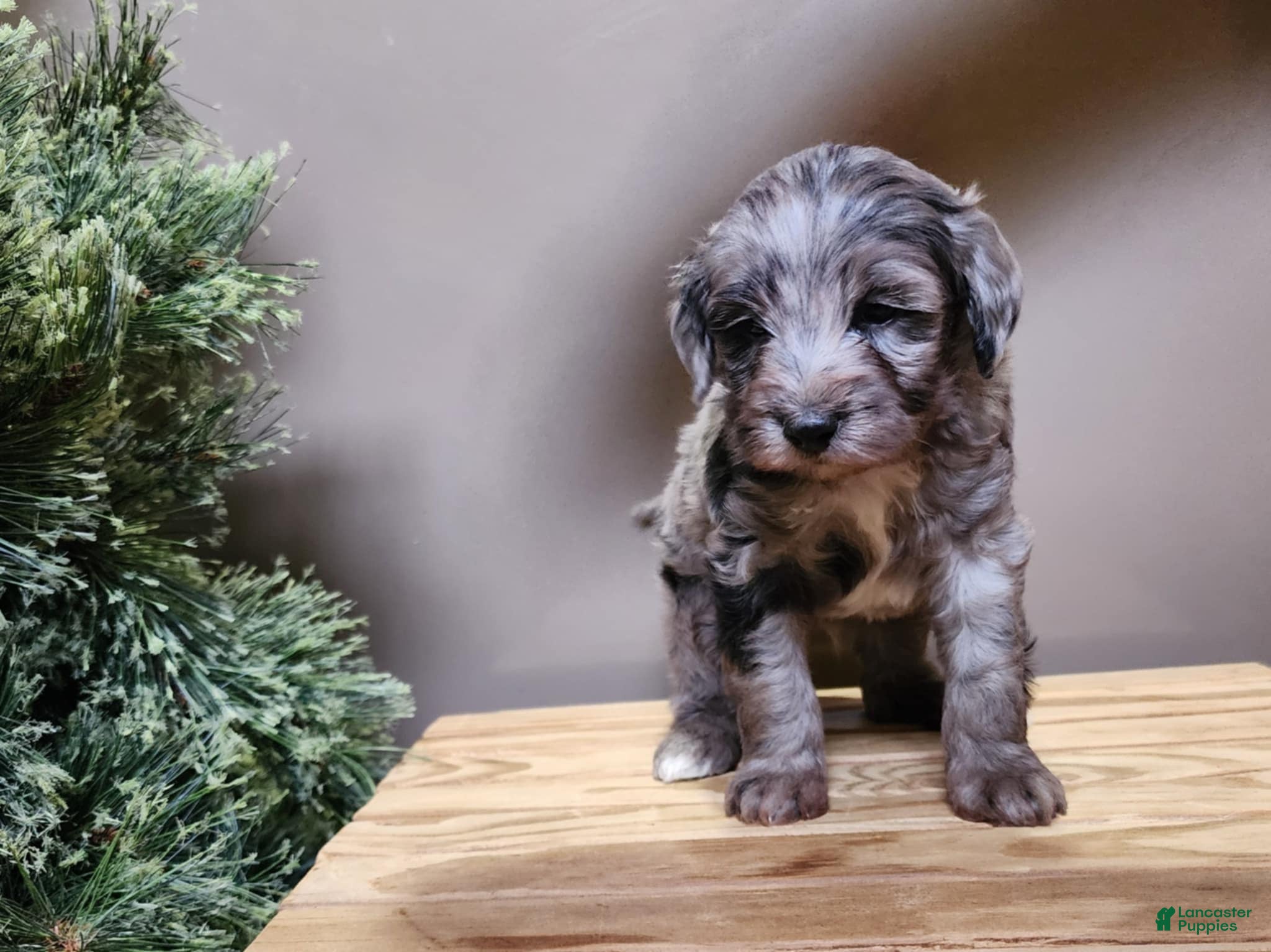 Mini Bernedoodle dogs Blitz - Ad 38