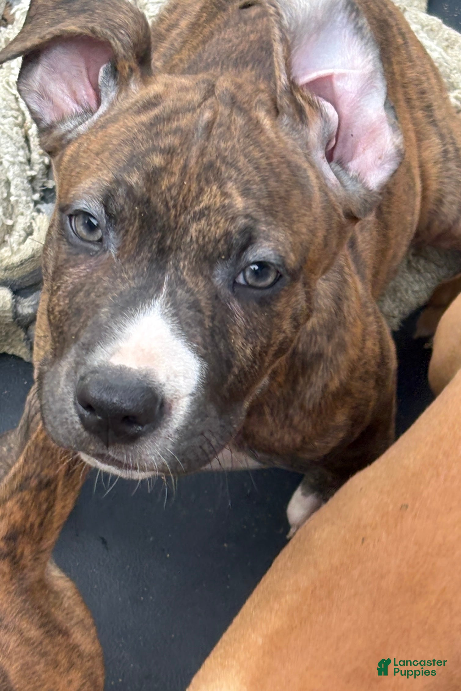 Mixed Breed dogs for sale: Mr. Bates  - Ad 1