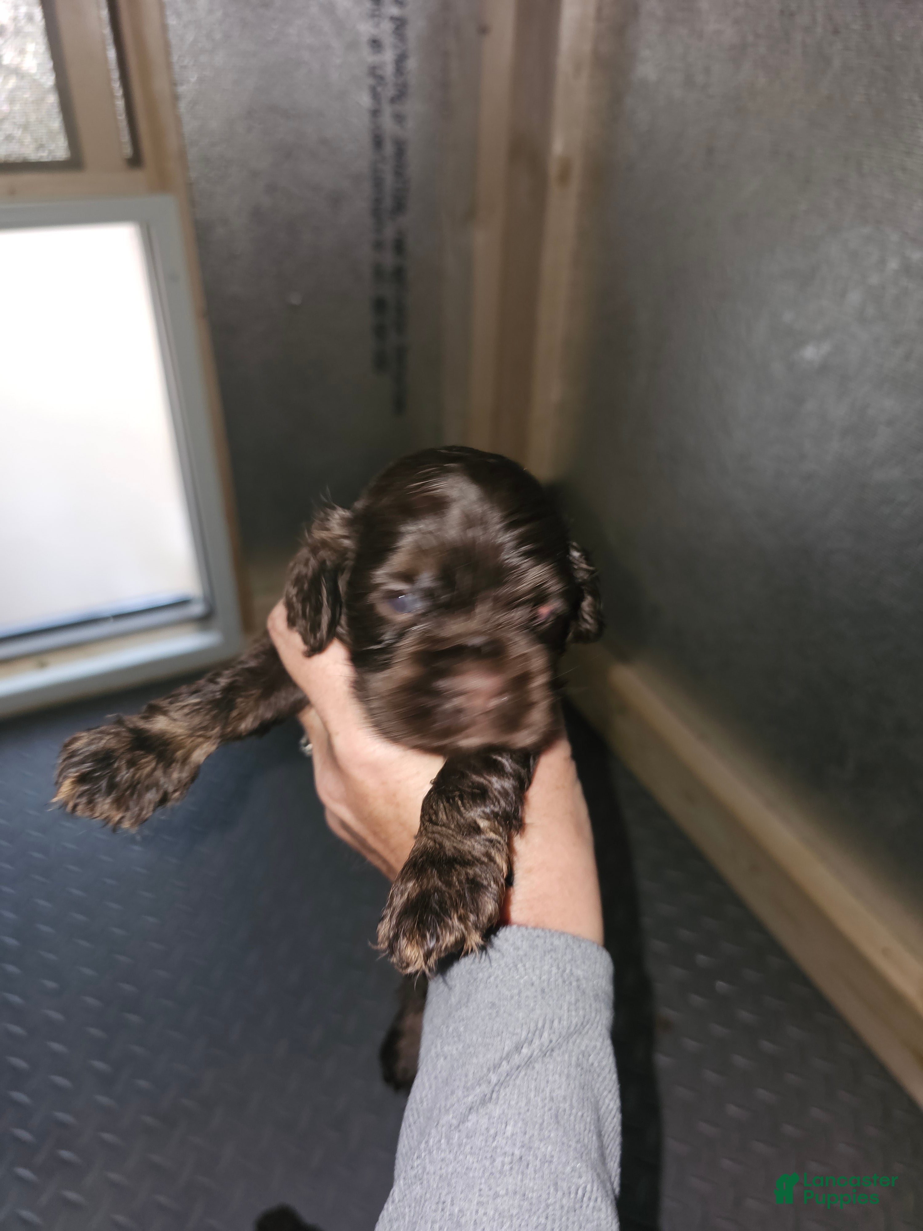 Cocker Spaniel dogs Cocker Spaniel 1 - Ad 32