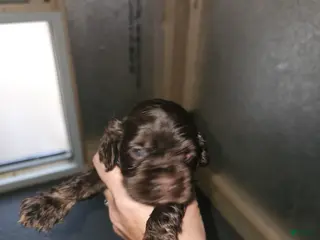 Cocker Spaniel dogs Cocker Spaniel 1 - Ad 32