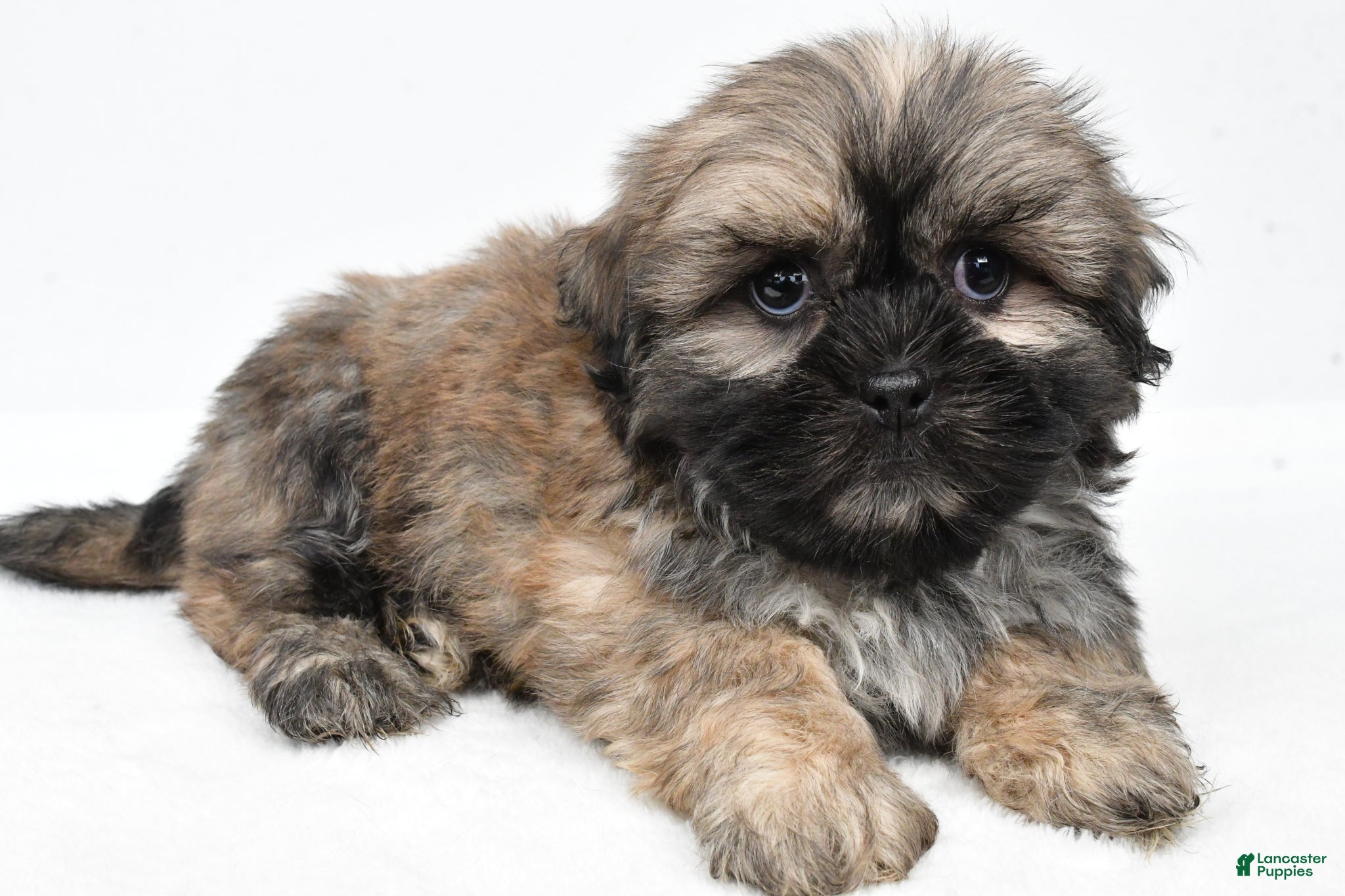Teddy Bear dogs Domino - Ad 2