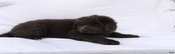 Newfoundland dogs for sale: Newfoundland Puppy 4 - Ad 3