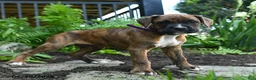 Boxer dogs for sale: Gunner - Ad 4