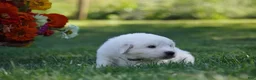 Great Pyrenees dogs for sale: AKC Titan - Ad 5