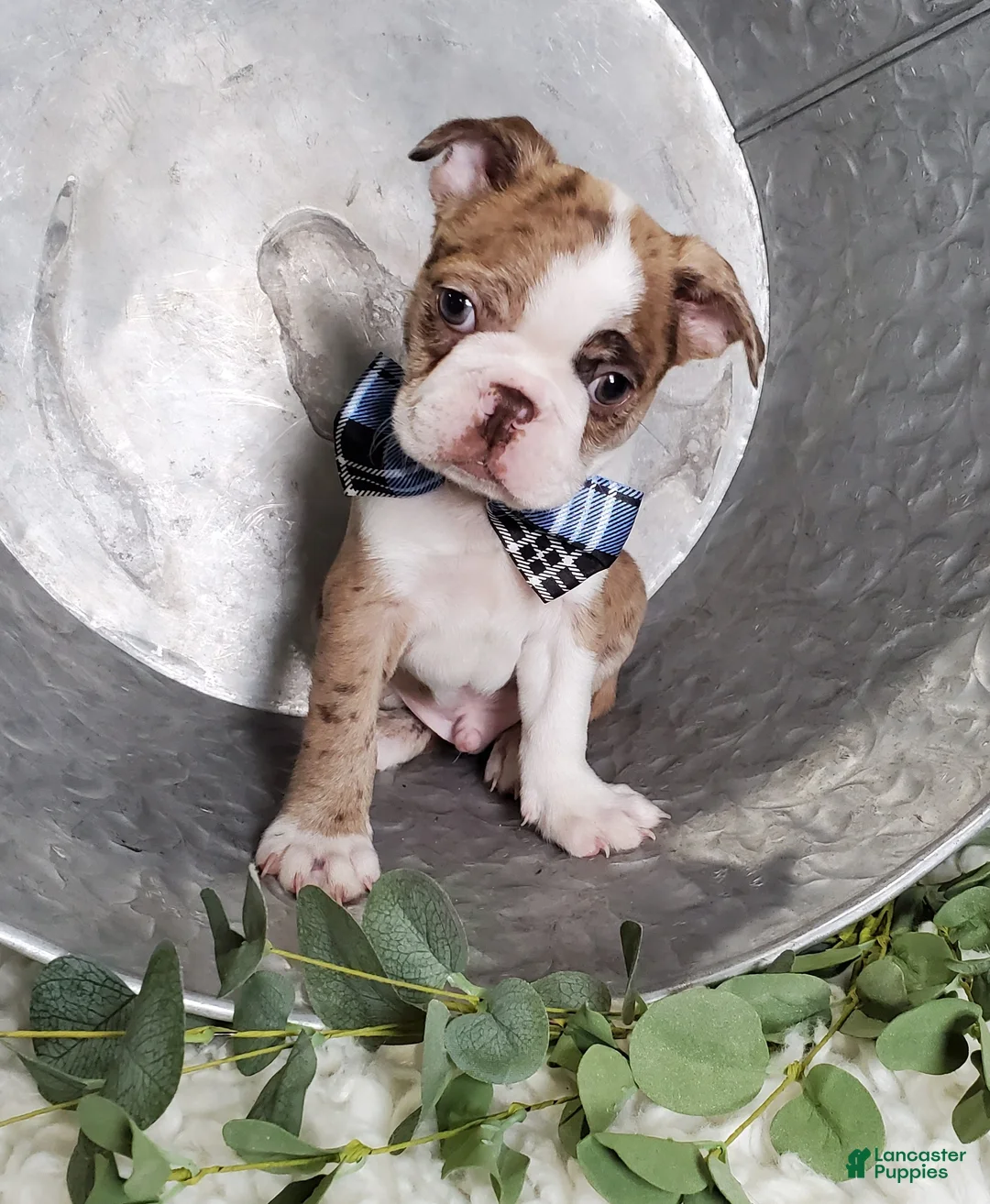 Boston Terrier dogs for sale: Jordan - Ad 3