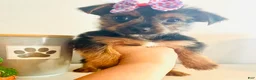 Yorkshire Terrier dogs for sale: Teacup candy - Ad 5