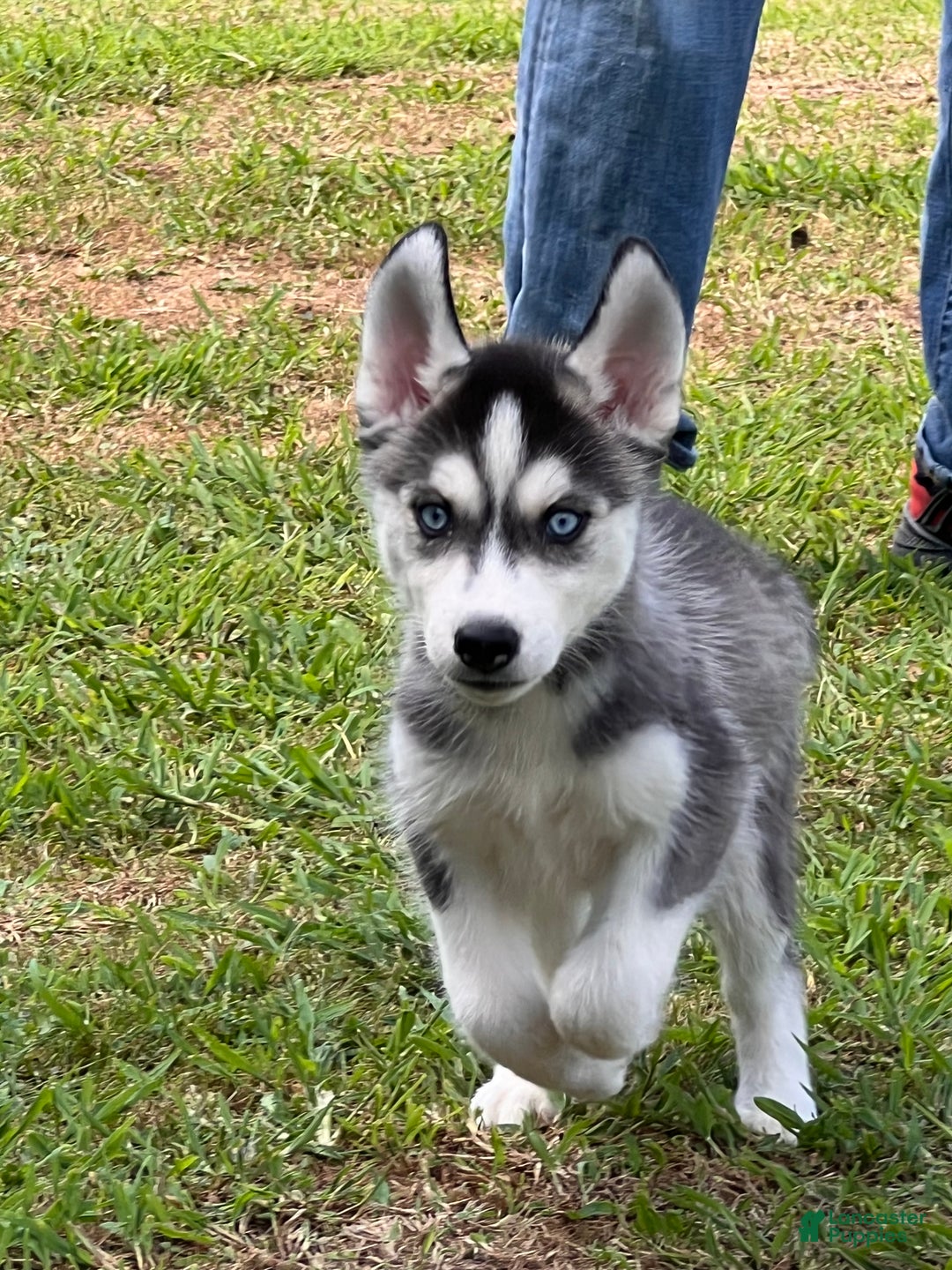 HOT Baby Husky Feeding Week Siberian Husky Puppy Siberian