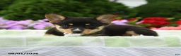 Welsh Corgi Pembroke dogs for sale: Blair - Ad 5