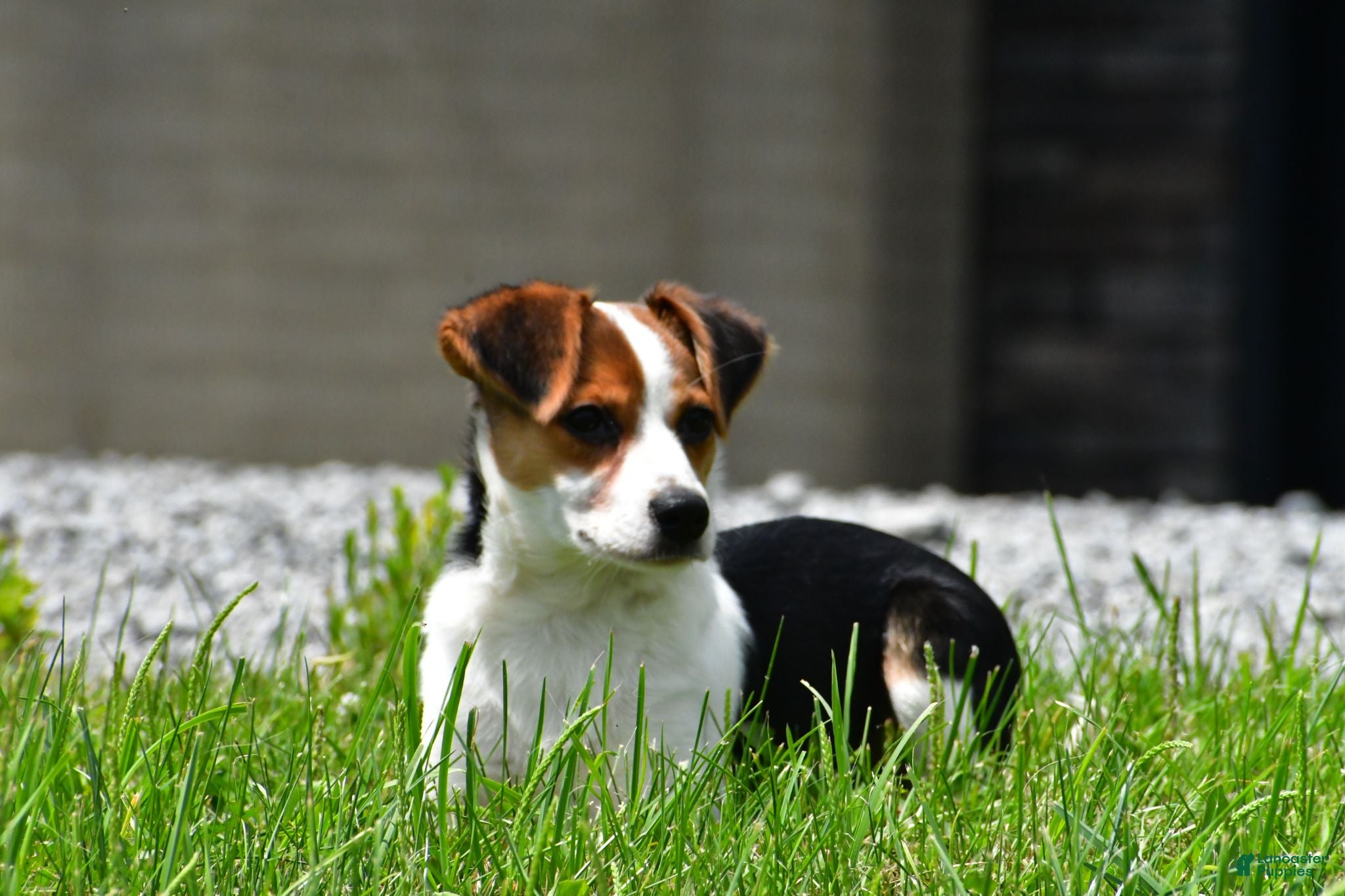Mixed Breed dogs Willow - Ad 1
