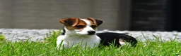 Mixed Breed dogs for sale: Willow - Ad 1
