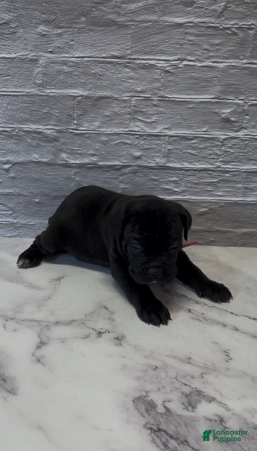 Cane Corso dogs for sale: AKC-Kimbra - Ad 8