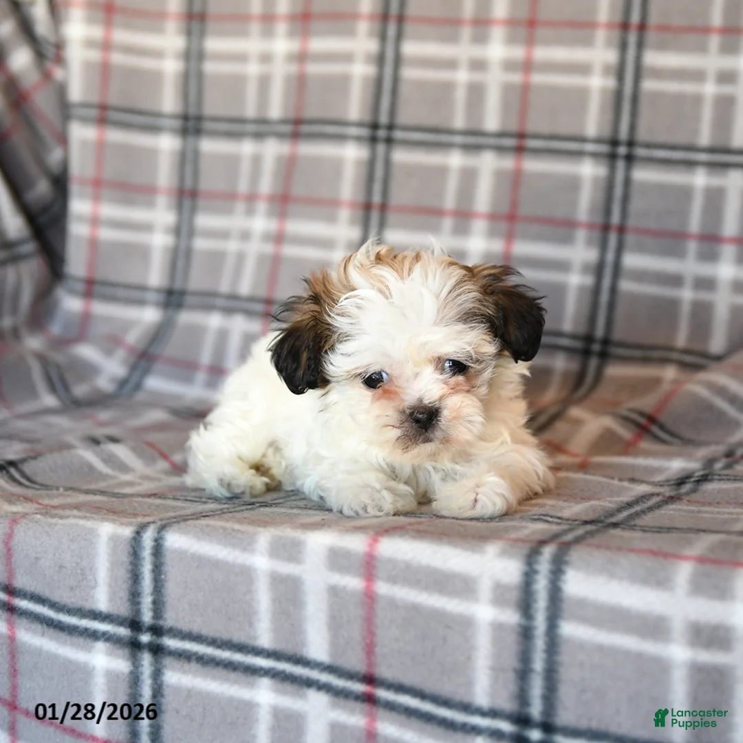 Mixed Breed dogs for sale: Quacks - Ad 3