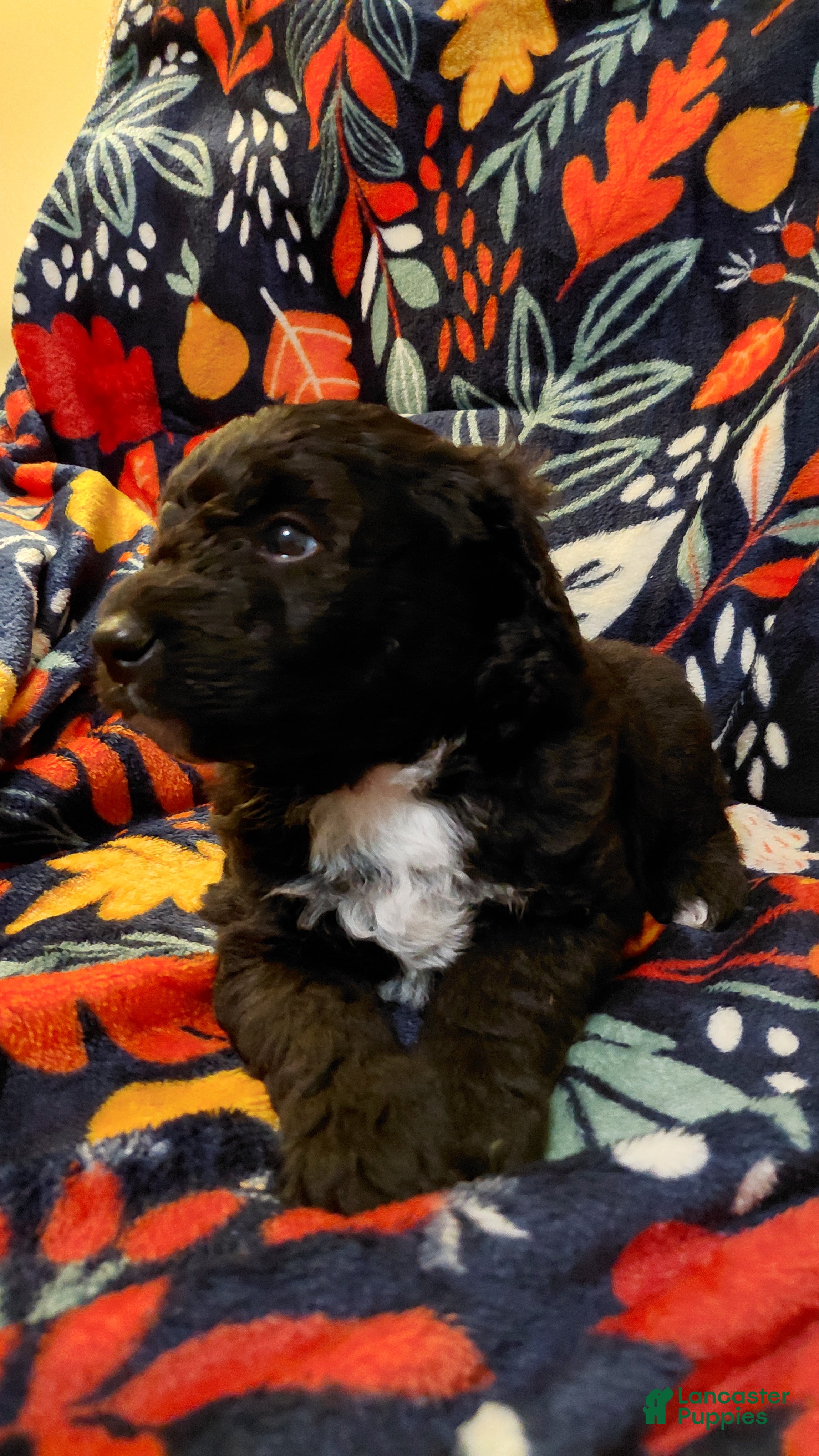 Mini Goldendoodle dogs Mountain Goldendoodle - George Washington - Ad 2