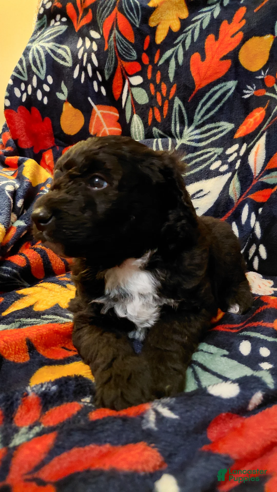 Mini Goldendoodle dogs for sale: Mountain Goldendoodle - George Washington - Ad 2