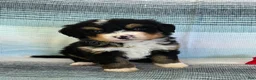 Bernedoodle dogs for sale: Pluto  - Ad 1