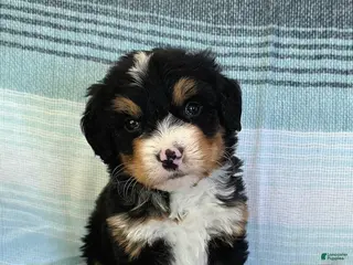 Bernedoodle dogs Pluto - Ad 18